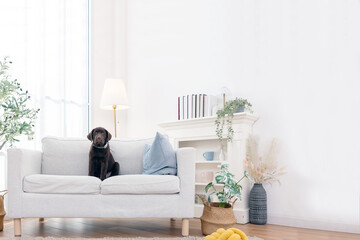 Happy labrador dog relaxes on a soft carpet in a living room