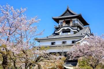 犬山市、国宝犬山城と満開の桜