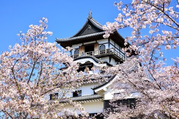 犬山市、国宝犬山城と満開の桜