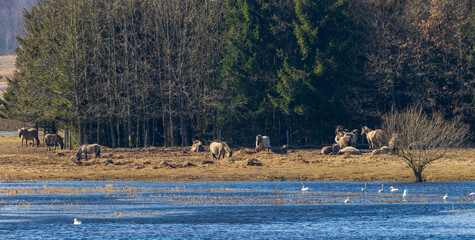 Wild horses grazing near a lake with swans