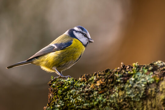 M&eacute;sange bleue - Cyanistes caeruleus - Eurasian Blue Tit