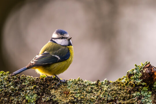 M&eacute;sange bleue - Cyanistes caeruleus - Eurasian Blue Tit