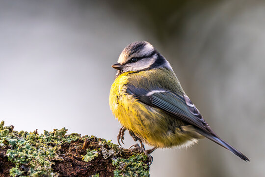 M&eacute;sange bleue - Cyanistes caeruleus - Eurasian Blue Tit