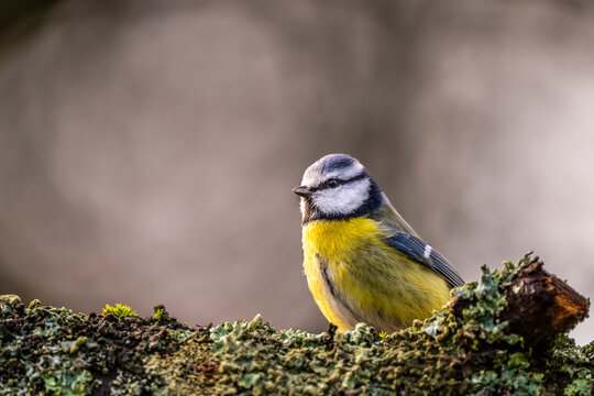 M&eacute;sange bleue - Cyanistes caeruleus - Eurasian Blue Tit