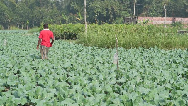 farmer maintaining a pheromone trap by pouring water mixed with pesticides into the trap as part of an integrated pest management practice, photographed on 20 January 2026