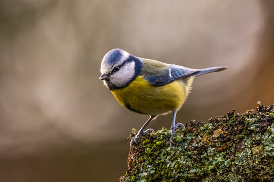 M&eacute;sange bleue - Cyanistes caeruleus - Eurasian Blue Tit