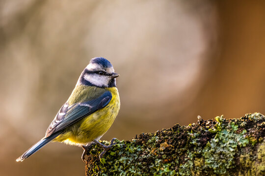 M&eacute;sange bleue - Cyanistes caeruleus - Eurasian Blue Tit