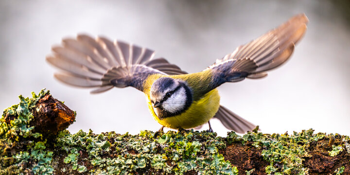 M&eacute;sange bleue - Cyanistes caeruleus - Eurasian Blue Tit