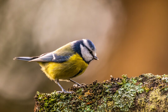 M&eacute;sange bleue - Cyanistes caeruleus - Eurasian Blue Tit