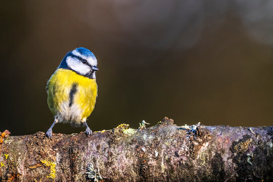 M&eacute;sange bleue - Cyanistes caeruleus - Eurasian Blue Tit