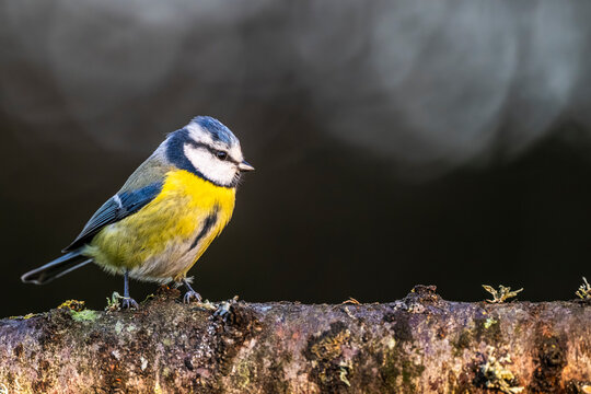 M&eacute;sange bleue - Cyanistes caeruleus - Eurasian Blue Tit