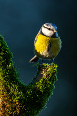Mésange bleue - Cyanistes caeruleus - Eurasian Blue Tit © Alonbou