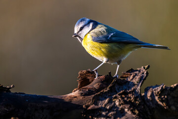 M&eacute;sange bleue - Cyanistes caeruleus - Eurasian Blue Tit