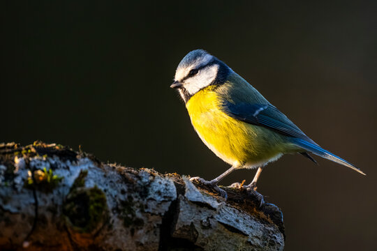 M&eacute;sange bleue - Cyanistes caeruleus - Eurasian Blue Tit