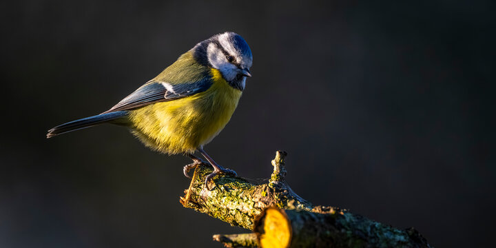 M&eacute;sange bleue - Cyanistes caeruleus - Eurasian Blue Tit