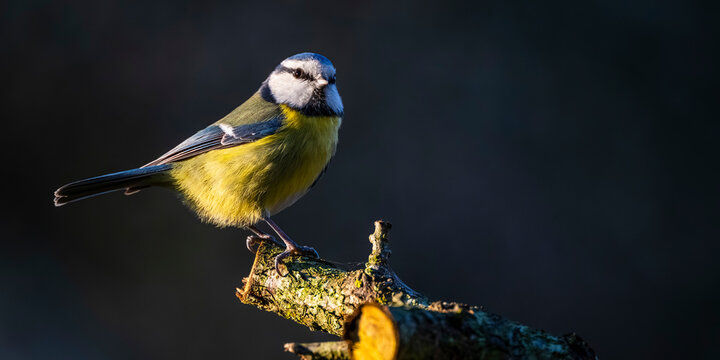 M&eacute;sange bleue - Cyanistes caeruleus - Eurasian Blue Tit