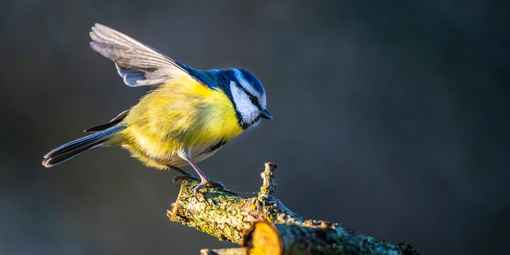 M&eacute;sange bleue - Cyanistes caeruleus - Eurasian Blue Tit