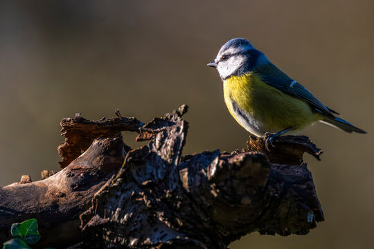 M&eacute;sange bleue - Cyanistes caeruleus - Eurasian Blue Tit