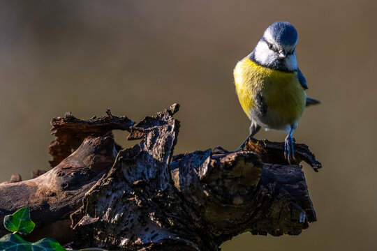 M&eacute;sange bleue - Cyanistes caeruleus - Eurasian Blue Tit