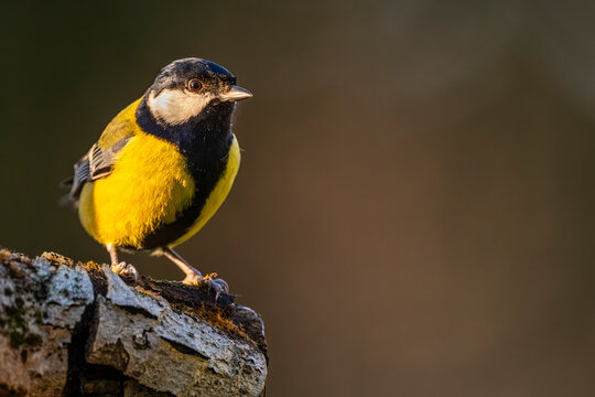 M&eacute;sange charbonni&egrave;re - Parus major - Great Tit