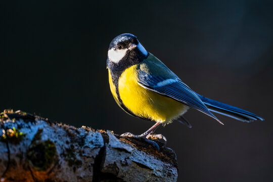 M&eacute;sange charbonni&egrave;re - Parus major - Great Tit