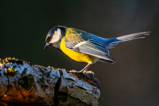 M&eacute;sange charbonni&egrave;re - Parus major - Great Tit