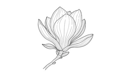 Fototapeta premium Intricate black and white vintage engraving of a fully bloomed magnolia flower on a branch with fine line work detail.