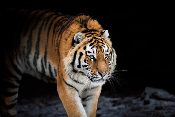 Obraz premium Tiger walking through dark cave area during the day in its natural habitat