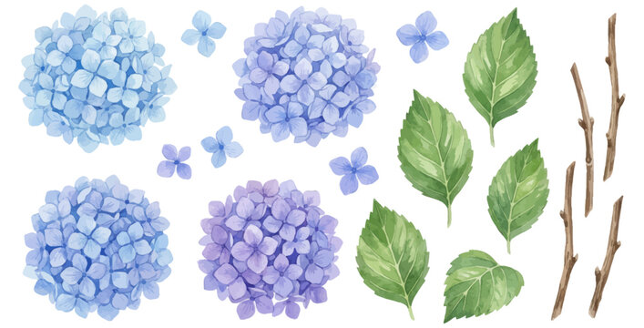 Hydrangea flowers and leaves on transparent background