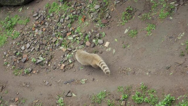 Raton laveur dans un enclos au Zoo