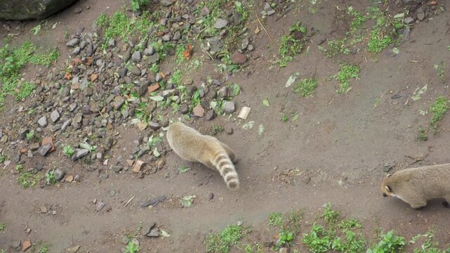 Raton laveur dans un enclos au Zoo