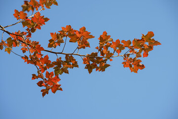 Clusters of vivid autumn leaves stretch across a clear blue sky, forming a bold seasonal contrast in crisp daylight.