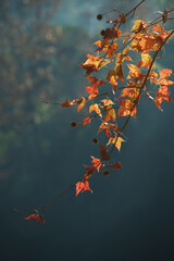 Sunlit autumn leaves hang delicately from thin branches, glowing with warm color against a softly blurred forest background.