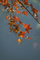 A close view of colorful autumn leaves suspended over soft blue water, capturing gentle light and seasonal texture.
