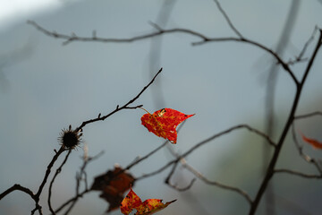 Bright autumn leaves drift among bare branches in soft light, capturing motion and texture against a muted natural backdrop.