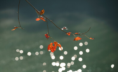 Warm-toned autumn leaves hang gently from a branch over softly glowing water, capturing calm light and a quiet moment in nature.