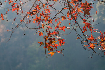 Clusters of red and orange autumn leaves fill the frame, layered against a softly blurred forest background with gentle, atmospheric depth.