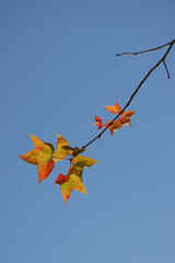 Bright autumn leaves stretch from a dark branch into an open blue sky, capturing balance, color, and the lightness of fall.