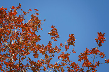 The upper canopy of a tree glows with red autumn leaves against a clear blue sky, capturing vibrant color and crisp seasonal light.