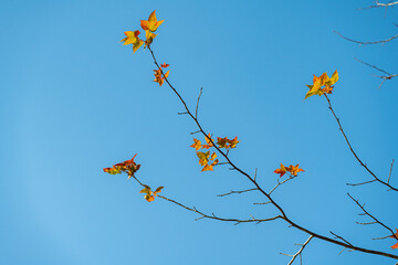 Sparse branches with scattered autumn leaves reach across a wide blue sky, conveying openness and the transition of the season.