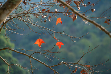 Vivid red autumn leaves remain on bare branches, standing out against a muted forested hillside and creating a calm, contemplative seasonal scene.
