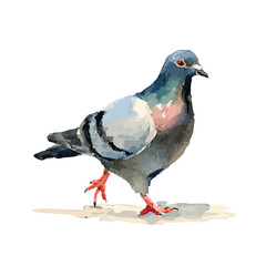Vibrant City Pigeon Bird Walking Artistic Watercolor Illustration.