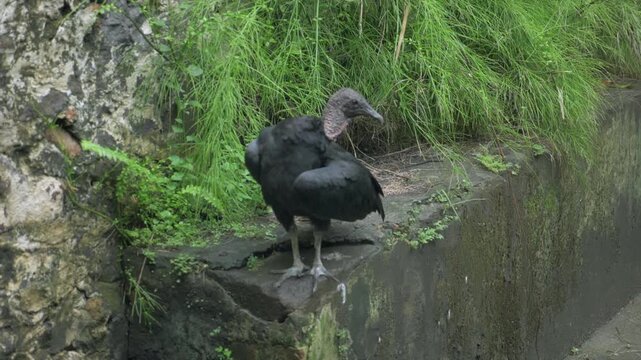 oiseau noir dans jardin