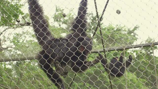 singe derri&egrave;re des grilles de ZOO