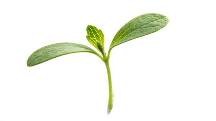 Fresh green sprout with vibrant leaves growing upward