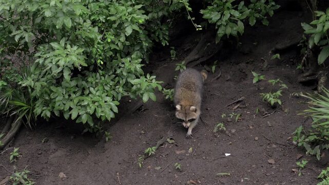 Raton laveur dans un enclos au Zoo