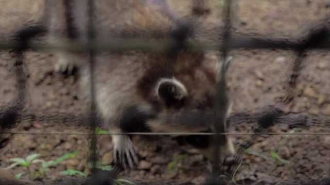 Raton laveur dans un enclos au Zoo