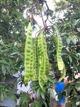 There are some stink beans (petai) hanging from the tree. These are fresh petai pods