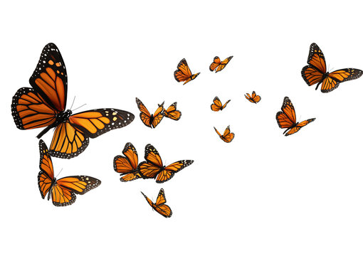A swarm of monarch butterflies with orange and black wings in flight isolated on a transparent background
