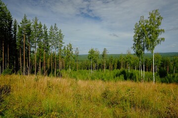 Norwegian Forest Landscape